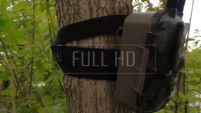 Лучшая фотоловушка 2022 года | Balever bl480lp #фотоловушка #леснаякамера #trailcamera