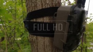 Лучшая фотоловушка 2022 года | Balever bl480lp #фотоловушка #леснаякамера #trailcamera