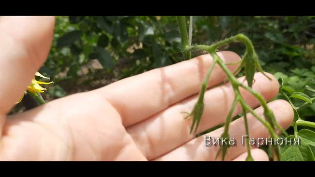 томат Смайлик смотреть онлайн