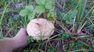 Тихая охота на белые грибы ! Грибы в Подмосковье ! Желчный гриб горчак ! Грибы 2019 !