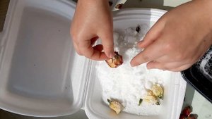 Объемная сушка цветов в СОЛИ и в МАНКЕ. Что лучше? Мой опыт.