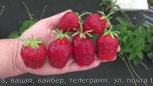 ТАГО клубника позднего срока созревания