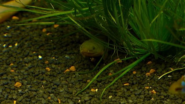 Аквариум-100L смотреть онлайн