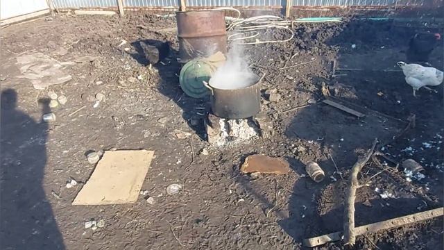 Содержание индоуток / мясо индоуток / тушки индоутки в 5 месяцев