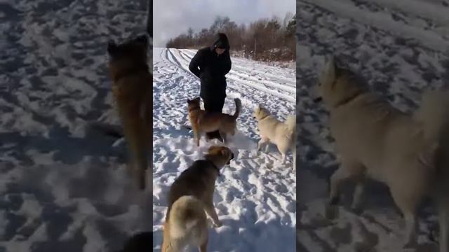 Бф центр Помощь животным. Сахалин