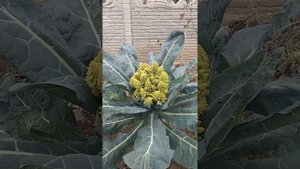 Капуста РОМАНЕСКО.