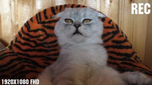 ЧТО СКРЫВАЛ КОТ КЕВИН? КЕВИН СТАНЕТ ПАПОЙ?