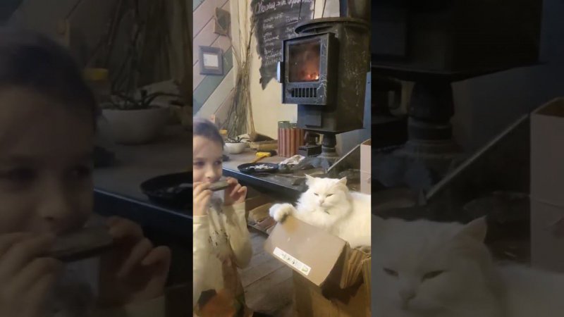 Гармошка и Беляш