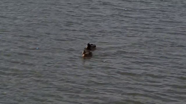 Утки в Черневском пруду. смотреть онлайн