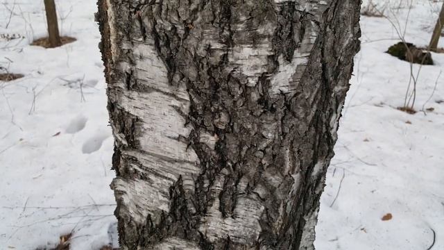 БЕРЁЗОВЫЙ СОК КАК СОБРАТЬ ! Не НАВРЕДИВ ДЕРЕВУ СТЕРИЛЬНО! смотреть онлайн