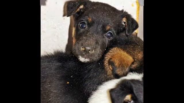 Приют Дино смотреть онлайн