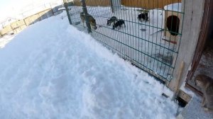 Волчата на свободе прыгают по снегу как зайчики !!! Отпустил волчат с вольера ! Квадрокоптер