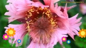 Гравилат чилийский Пинк Флаффи. Краткий обзор, описание характеристик geum hybr. Pink Fluffy