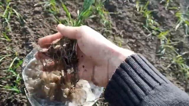 Озимая пшеница Юка (Элита) + Фугустим, урожай 2022г.