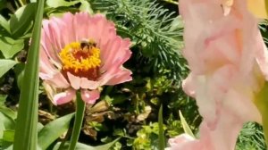 Осенние цветы, - астры, герберы, георгины. Летние цветы отцветают...Релакс...