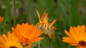 Цветы, ноготки, садовые ромашки, белая лилия