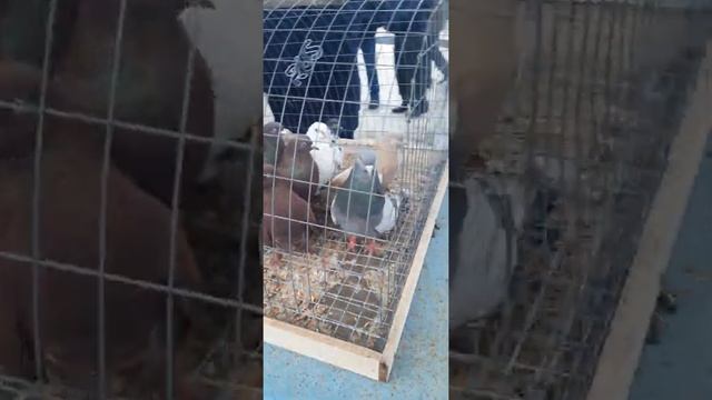 27.02.2021.Ярмарка голубей.Курск. смотреть онлайн