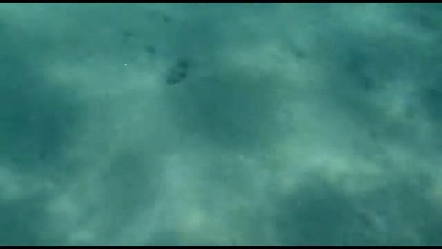 Каракатица стартует смотреть онлайн