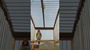 Красивое пение седоголовый щегол