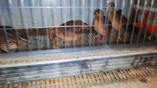 Немного о породах перепелов
