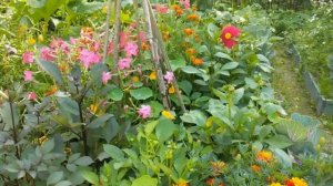 Ипомея БАТАТ и секреты успеха. Мои ошибки. Разочаровалась???