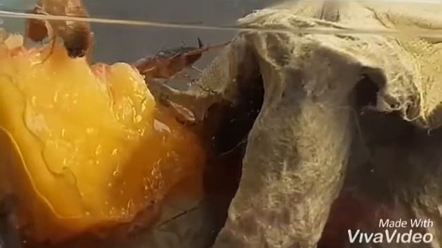 Кормление туркменских тараканов. смотреть онлайн