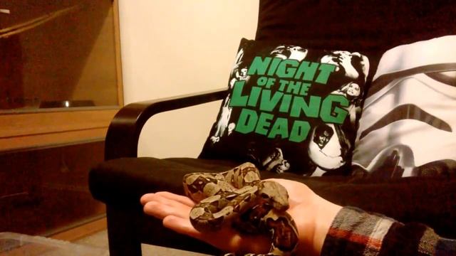 Handling Tips - Boa Constrictor смотреть онлайн