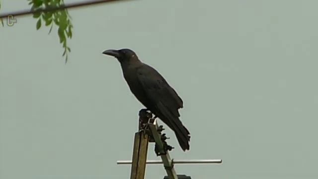 Nikon S6600 zoom test #vlogs #nikon #zoom   ... смотреть онлайн