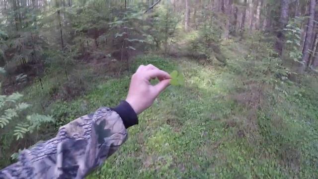 Заячья капуста или кислица