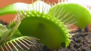 Дионея переваривает жука
