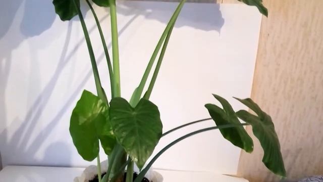 Ядовитая Аллоказия. Не повторяйте моих ошибок. Уход за растением