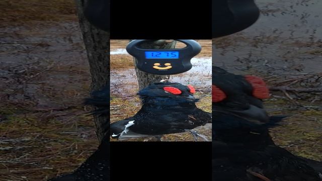  смотреть онлайн