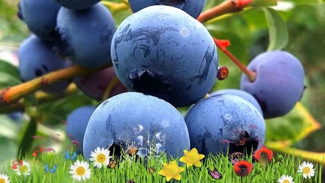 Голубика высокорослая Нельсон ? Обзор: посадка и уход. саженцы голубики: описание и особенности смотреть онлайн