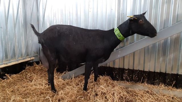 Мурсиано Гранадина. Ждём рождения козлят. смотреть онлайн