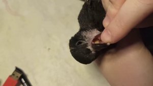 Трихомоноз у голубей. Как выглядит тризомоноз у птиц