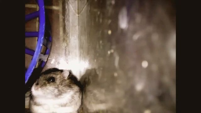 хомяк Филимоныч в засаде смотреть онлайн