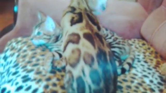 Бенгальские коты