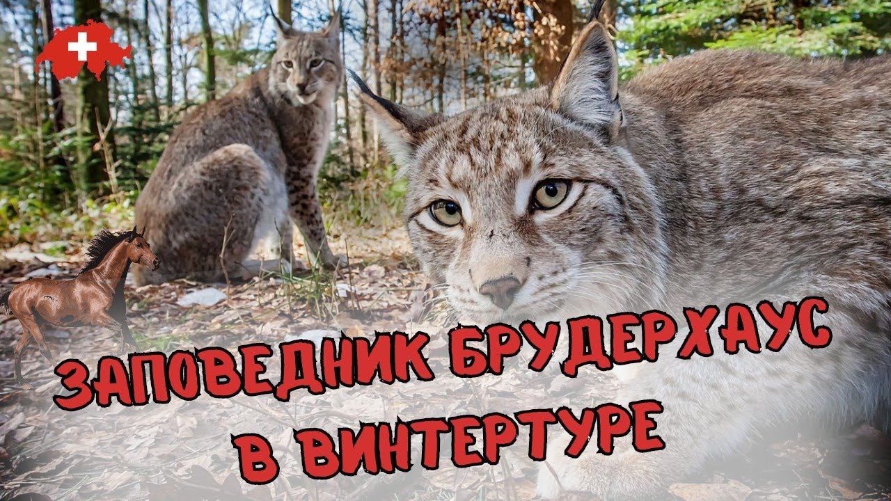 Среди лесов Винтертура: заповедник  Брудерхаус
