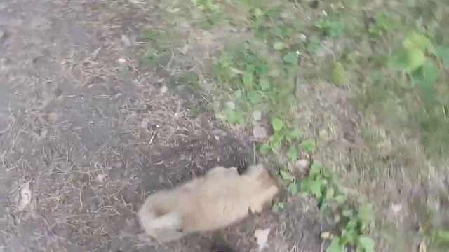 Пекинес смотреть онлайн