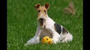 Все о породе фокстерьер. Рубрика породы собак | Matvey Pets.