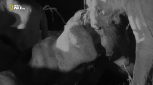 Охота львов на бегемотов