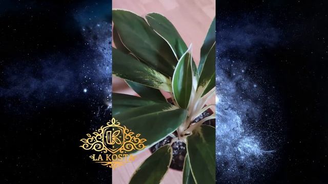 Аглаонема Йок Канхана смотреть онлайн