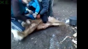 Убой свиней (подборка)
