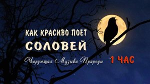Как красиво поет соловей ночью в лесу слушать 1 ЧАС Божественно! Чарующие звуки природы для души!