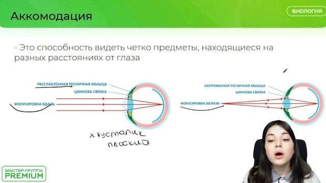Зрительный анализатор на ЕГЭ