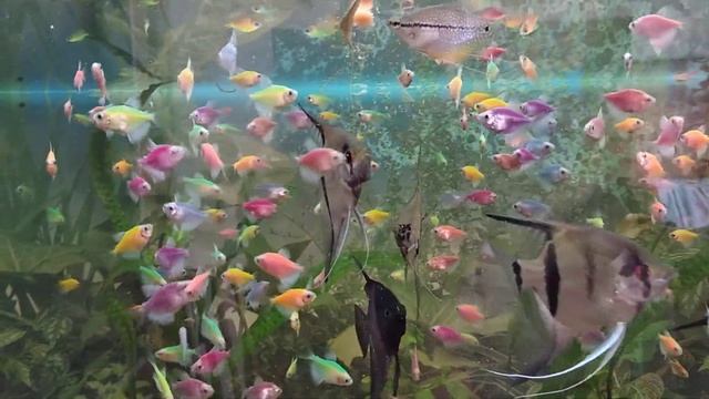 Кормление тернеций глофиш glofish смотреть онлайн