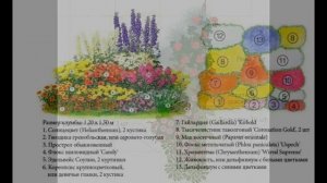 СХЕМЫ МИКСБОРДЕРОВ НЕПРЕРЫВНОГО ЦВЕТЕНИЯ?????