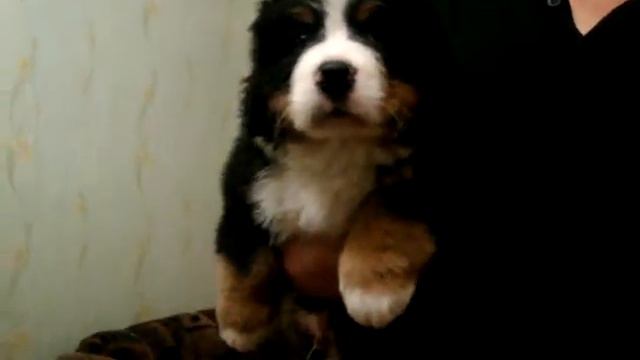 Сиреневый мальчик. 6 недель. смотреть онлайн