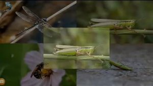 Изучаем насекомых / видео для детей