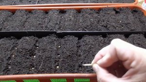 Посев томатов по всем правилам! Как раскладывать семена томатов в бороздки и на какую глубину?